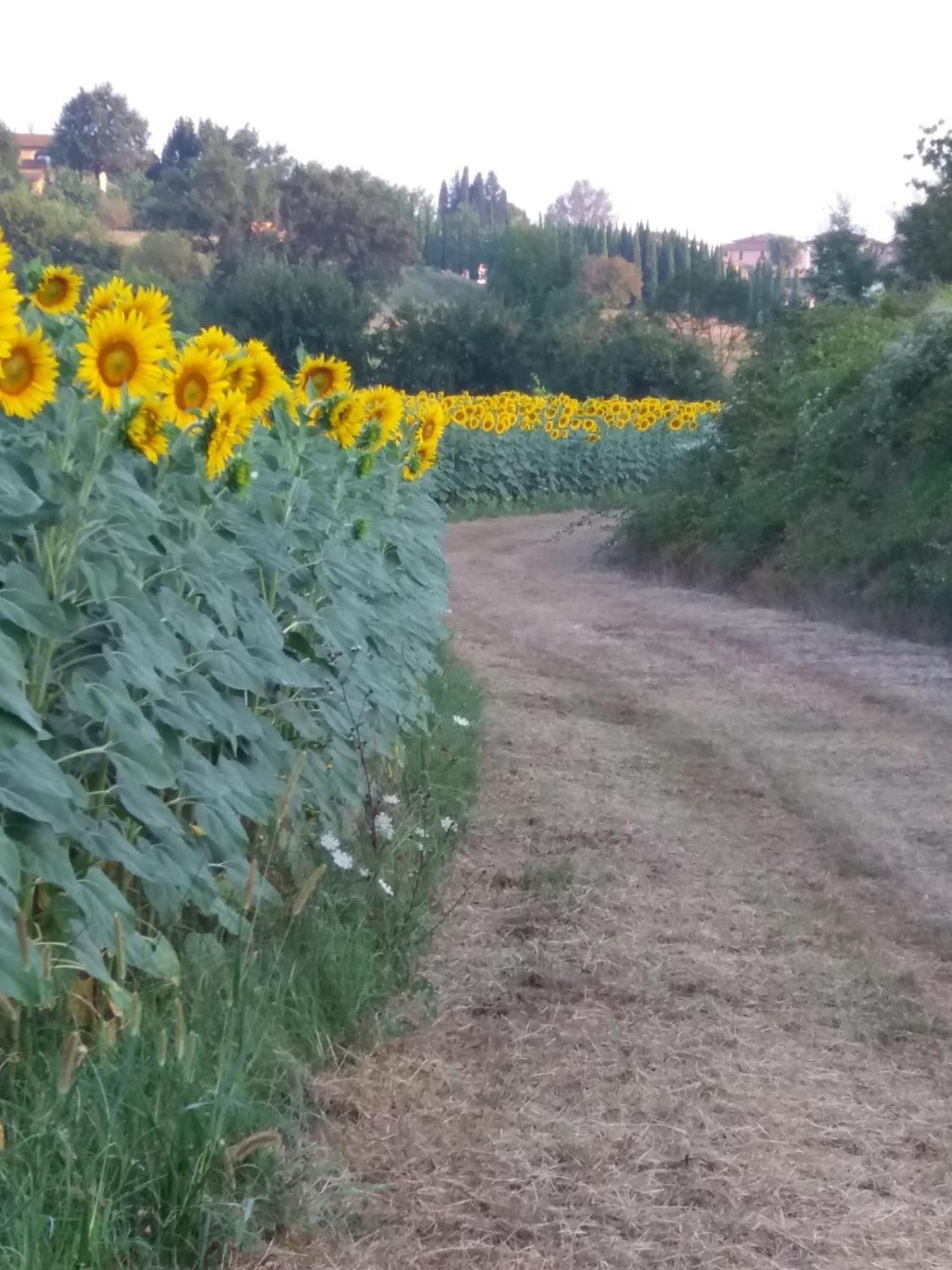 Podere Gian Battaglia Fucecchio Eksteriør billede