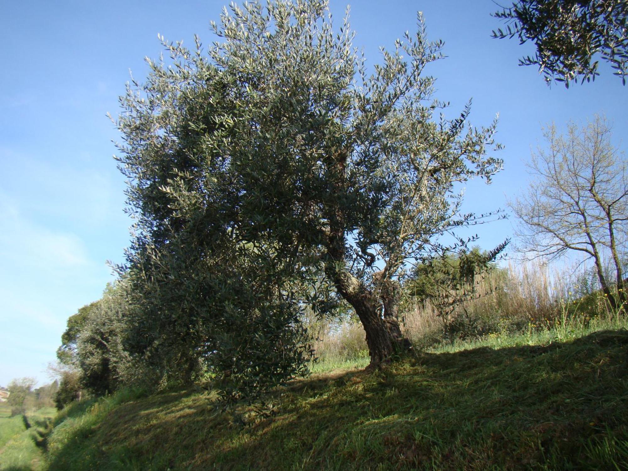 Podere Gian Battaglia Fucecchio Eksteriør billede